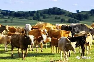 怎么养牛变宝，国外养牛为何一直都赚钱 探秘现代牲畜饲养之道