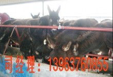 特种牲畜市场价格分析与批发渠道解读——聚焦2019年养殖网资讯