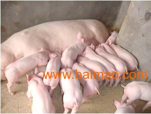 山东、河南、山西、辽宁家猪养殖产业概览 基地、价格、繁育技术与知名企业