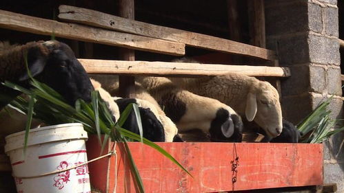 文山市2020年上半年畜牧业产值达7.4亿元 规模化与特色养殖驱动产业增长