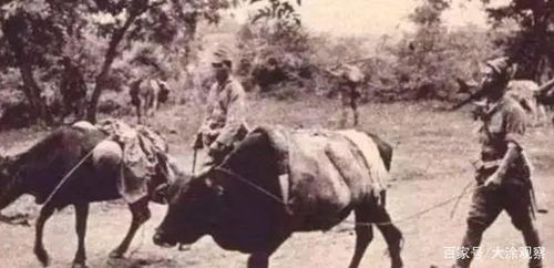 以战养战的误读 从游牧战术到现代战争的后勤困境