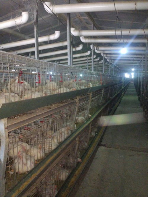 肉鸡预混料市场价格解析与优质厂家推荐 助力科学牲畜饲养