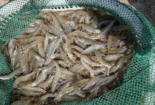 湖南12批次食品抽检不合格，常德市民办年货需警惕牲畜饲养产品