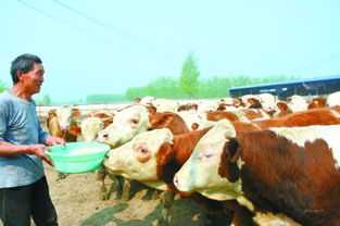 安徽日报 牲畜饲养业的现代化发展之路