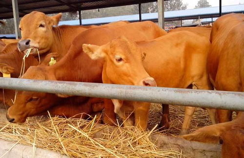 乡村小规模养牛与环保法规 10头牛的饲养管理解析