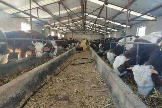 牵住牛鼻子 走出“牛”路子 牲畜饲养踏上新征程