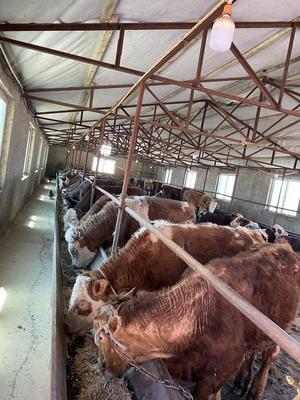 舒兰肉牛产业实现跨越式发展，饲养规模突破42万头