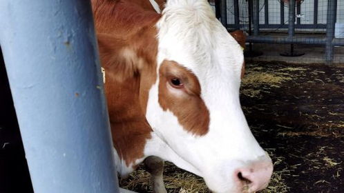 直击农博 畜力四射，精品养殖引领行业新潮流