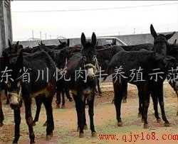 探索西门塔尔牛的购买渠道与肉牛养殖技术——山东四川悦肉牛养殖示范园的实践