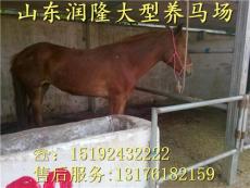 山东润隆特种养殖场 匠心培育高端牲畜，引领农牧业新风尚