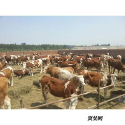 忻州肉牛养殖厂西门塔尔牛的科学饲养之道