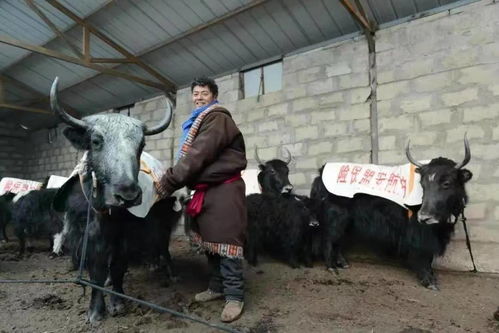 早部署早准备 红原全力构建牲畜越冬安全网