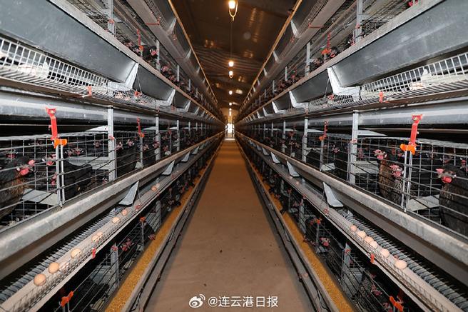 科技为养殖业